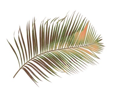 Tropikal yeşil palmiye yaprağıyla konsept yaz. Beyaz desenli arka planda yaprak dalları var. düz yatış, üst görünüm.