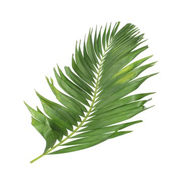 Tropikal yeşil palmiye yaprağıyla konsept yaz. Beyaz desenli arka planda yaprak dalları var. düz yatış, üst görünüm.