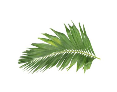 Tropikal yeşil palmiye yaprağıyla konsept yaz. Beyaz desenli arka planda yaprak dalları var. düz yatış, üst görünüm.