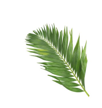 Tropikal yeşil palmiye yaprağıyla konsept yaz. Beyaz desenli arka planda yaprak dalları var. düz yatış, üst görünüm.