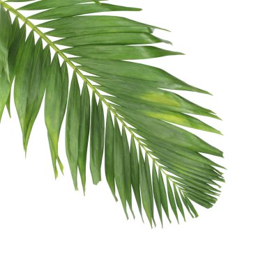 Tropikal yeşil palmiye yaprağıyla konsept yaz. Beyaz desenli arka planda yaprak dalları var. düz yatış, üst görünüm.