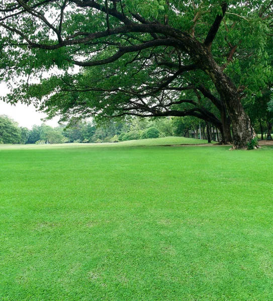 Stora träd i trädgården med grön gräsmatta — Stockfoto