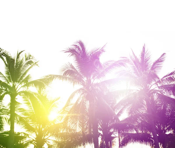 Tropické palmy na obloze pozadí — Stock fotografie