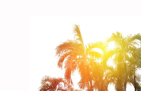 Coconut palm trees with burst sunrise light ,dream soft style — Stock Photo, Image