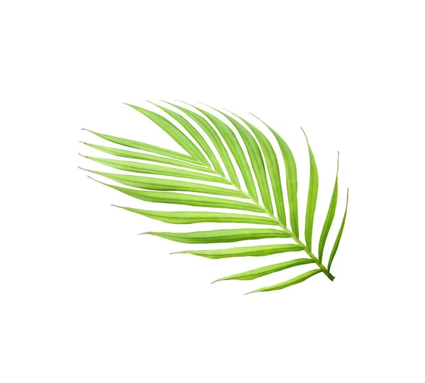 Hoja Verde Palmera Aislada Sobre Fondo Blanco — Foto de Stock