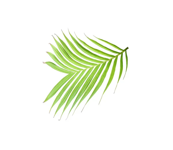 Hoja verde de palmera aislada sobre fondo blanco — Foto de Stock