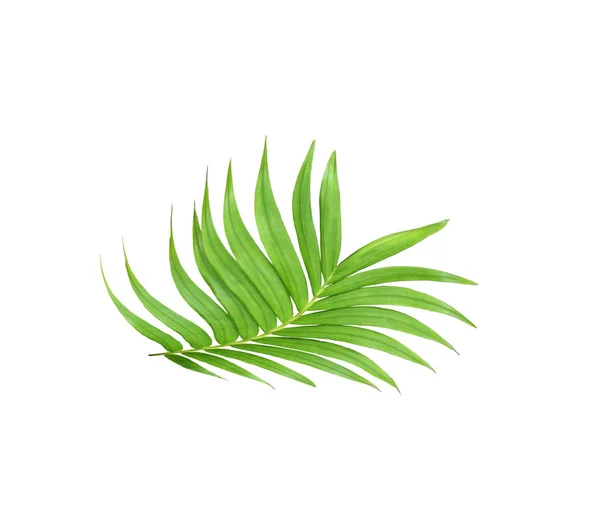 Hoja verde de palmera aislada sobre fondo blanco — Foto de Stock