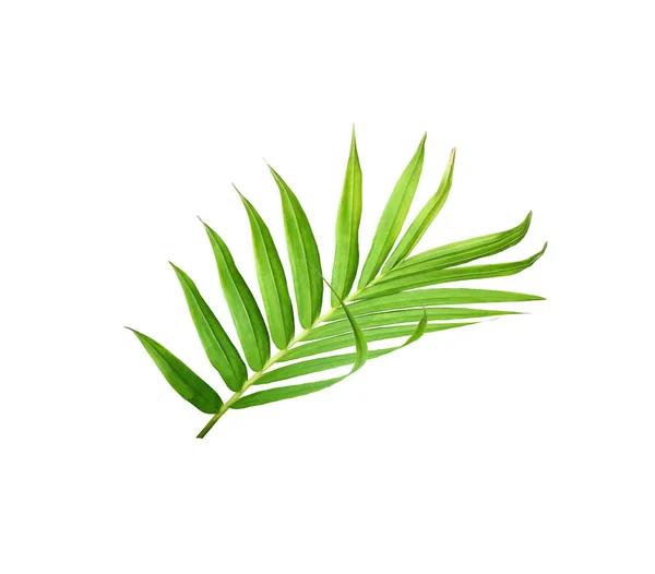 Zielony liść palmy izolowany na białym tle — Zdjęcie stockowe