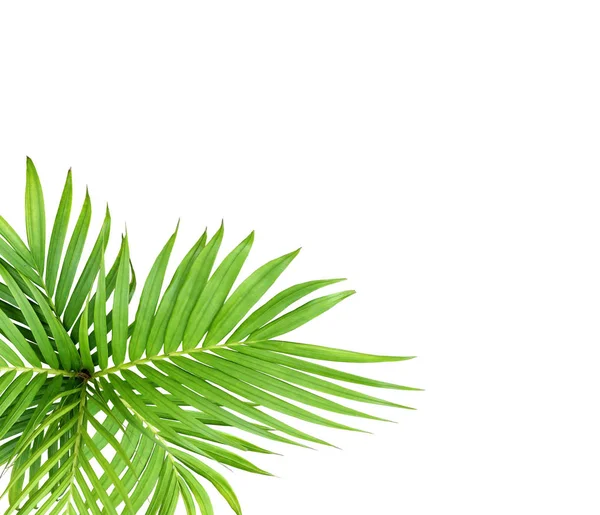 Зелений Лист Пальми Ізольований Білому Фоні — стокове фото