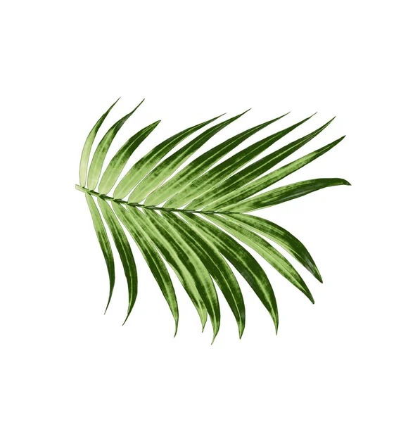 Hoja Verde Palmera Aislada Sobre Fondo Blanco — Foto de Stock