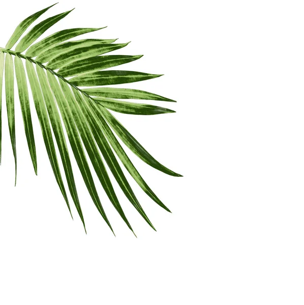 Green leaf of palm tree isolated on white background — Stock Photo, Image