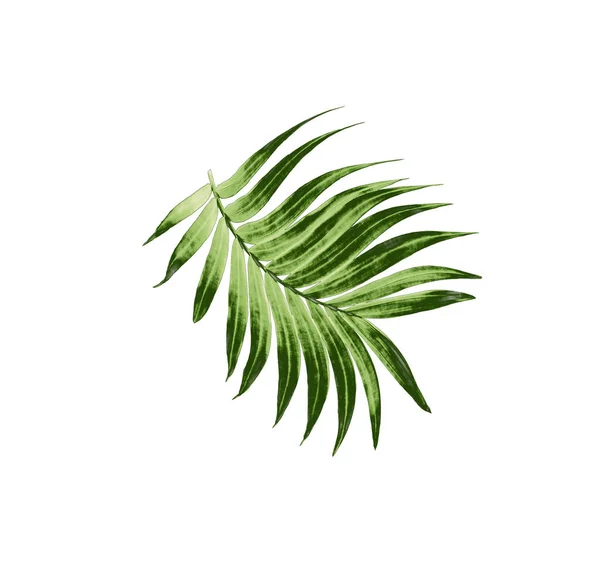 Hoja Verde Palmera Aislada Sobre Fondo Blanco — Foto de Stock