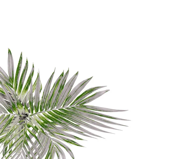 Hoja verde de palmera aislada sobre fondo blanco — Foto de Stock