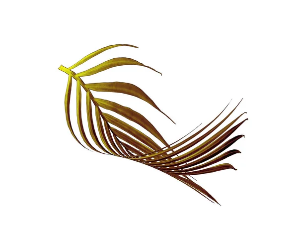 Hoja verde de palmera aislada sobre fondo blanco — Foto de Stock