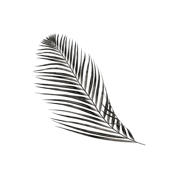 Лист пальмы на белом фоне — стоковое фото