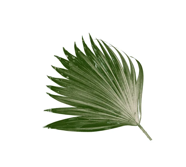 Πράσινα φύλλα φοίνικα απομονωμένα σε λευκό φόντο — Φωτογραφία Αρχείου
