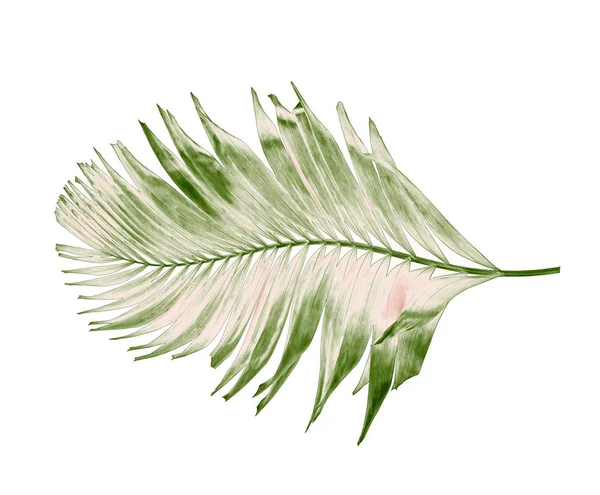 열 대에서 그린 팜 잎 개념 여름입니다. 상체 꽃 — 스톡 사진