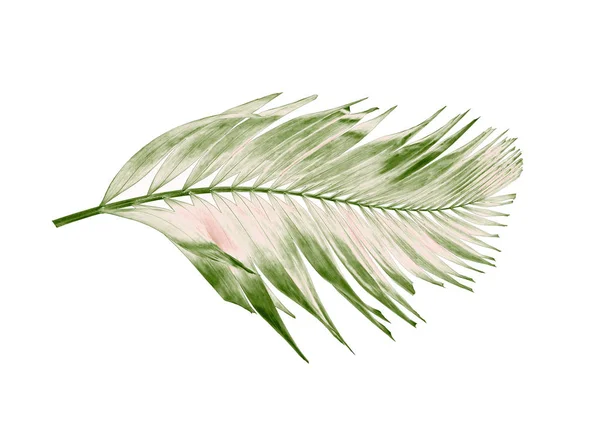 Koncepció nyári trópusi zöld Pálma levél. páfránylevél virág — Stock Fotó