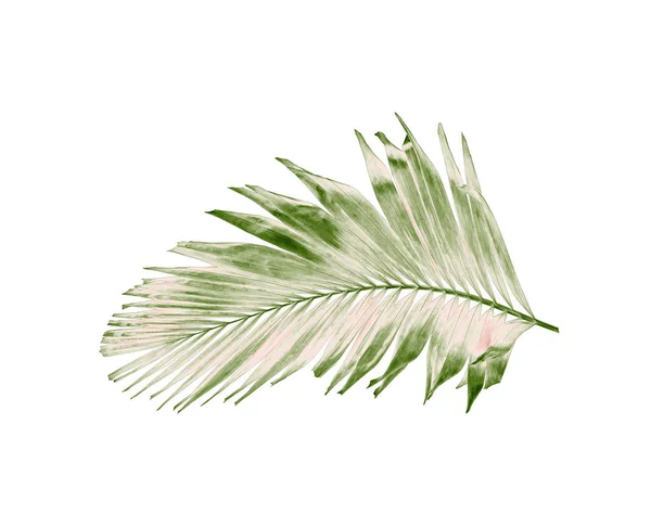 Koncepcja lato zielonych palm liść od tropikalnego. kwiatowy liść paproci lub palmy — Zdjęcie stockowe