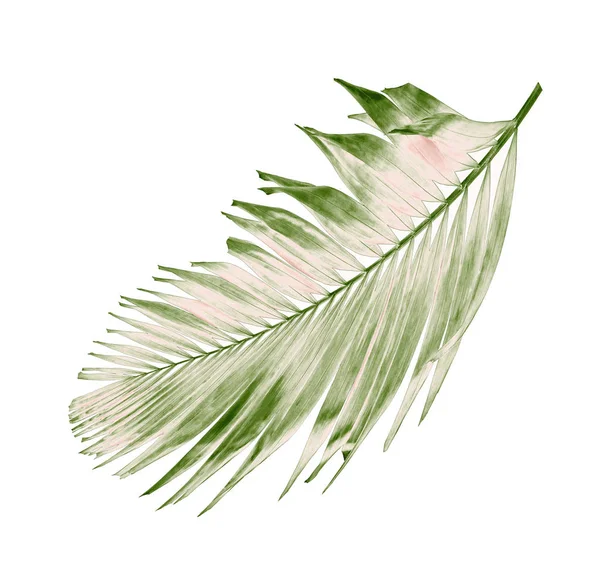 Concept summer with green palm leaf from tropical . frond floral — Stock Photo, Image