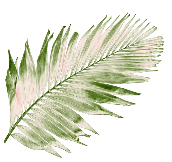 Концепция летом с зеленым пальмовым листом из тропических. Передний цветок — стоковое фото