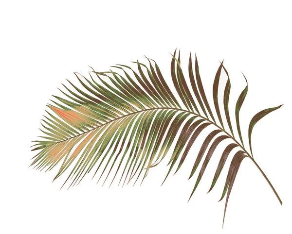 概念夏天与绿色棕榈叶子从热带。叶子花 — 图库照片