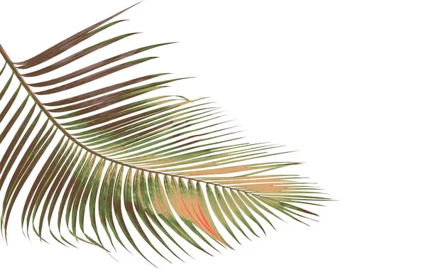 Concept zomer met groene palm blad van tropische. varenblad floral — Stockfoto