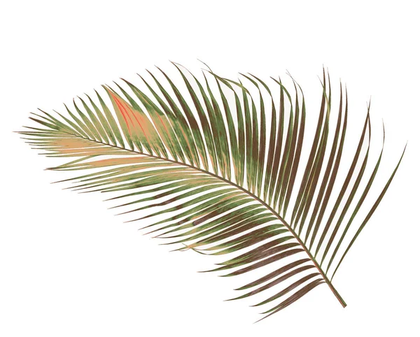 Verão conceito com folha de palma verde de tropical. fronde floral — Fotografia de Stock