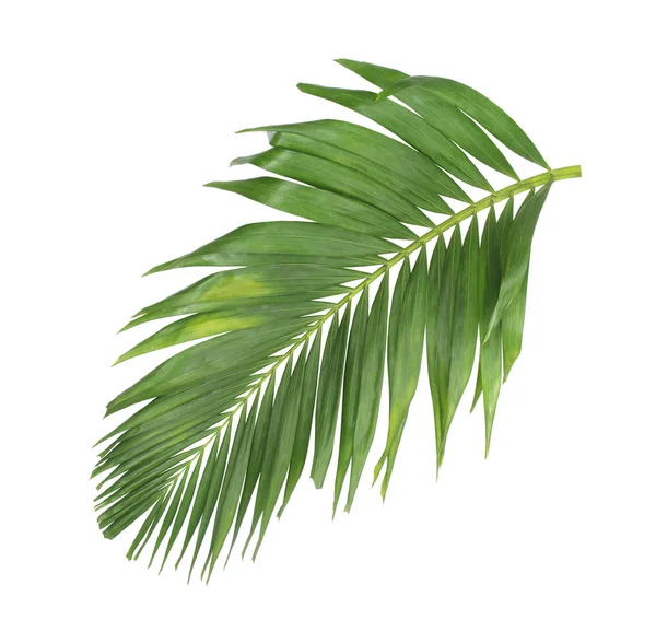 Koncepció nyári trópusi zöld Pálma levél. páfránylevél virág — Stock Fotó