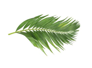 tropikal yaprak yeşil palmiye ile kavram yaz. yaprak çiçek