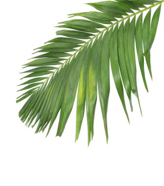 Tropikal yeşil palmiye yaprağıyla konsept yaz. Beyaz desenli arka planda yaprak dalları var. düz yatış, üst görünüm.