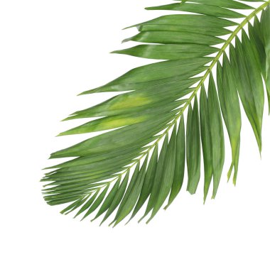 Tropikal yeşil palmiye yaprağıyla konsept yaz. Beyaz desenli arka planda yaprak dalları var. düz yatış, üst görünüm.