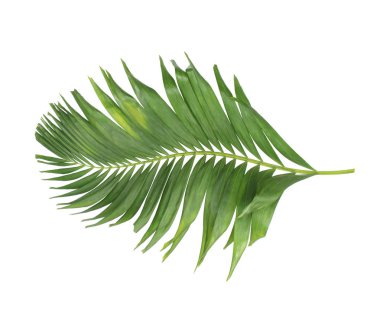 tropikal yaprak yeşil palmiye ile kavram yaz. yaprak çiçek