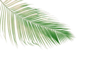 Tropikal yeşil palmiye yaprağıyla konsept yaz. Beyaz desenli arka planda yaprak dalları var. düz yatış, üst görünüm.