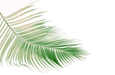tropikal yaprak yeşil palmiye ile kavram yaz. yaprak çiçek