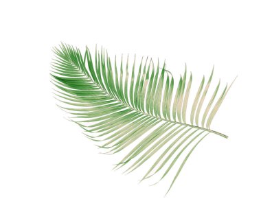 Tropikal yeşil palmiye yaprağıyla konsept yaz. Beyaz desenli arka planda yaprak dalları var. düz yatış, üst görünüm.