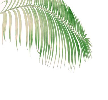 Tropikal yeşil palmiye yaprağıyla konsept yaz. Beyaz desenli arka planda yaprak dalları var. düz yatış, üst görünüm.