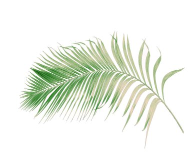 Tropikal yeşil palmiye yaprağıyla konsept yaz. Beyaz desenli arka planda yaprak dalları var. düz yatış, üst görünüm.