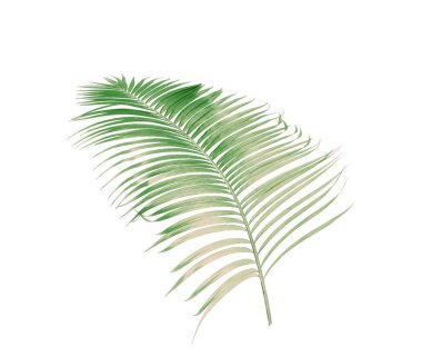 Tropikal yeşil palmiye yaprağıyla konsept yaz. Beyaz desenli arka planda yaprak dalları var. düz yatış, üst görünüm.