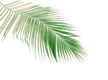 Tropikal yeşil palmiye yaprağıyla konsept yaz. Beyaz desenli arka planda yaprak dalları var. düz yatış, üst görünüm.