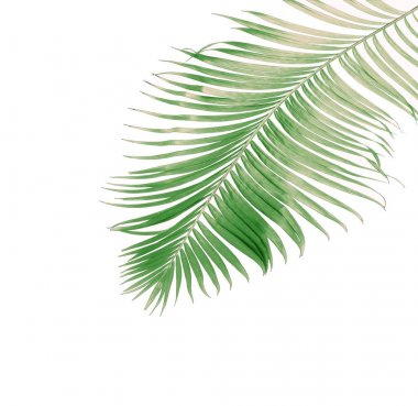 Tropikal yeşil palmiye yaprağıyla konsept yaz. Beyaz desenli arka planda yaprak dalları var. düz yatış, üst görünüm.