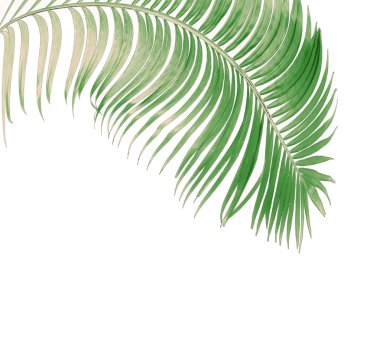 tropikal yaprak yeşil palmiye ile kavram yaz. yaprak çiçek