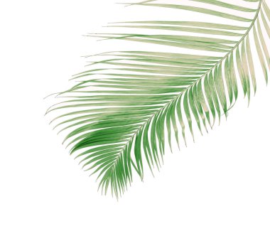 Tropikal yeşil palmiye yaprağıyla konsept yaz. Beyaz desenli arka planda yaprak dalları var. düz yatış, üst görünüm.