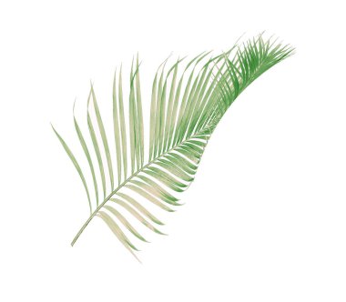 Tropikal yeşil palmiye yaprağıyla konsept yaz. Beyaz desenli arka planda yaprak dalları var. düz yatış, üst görünüm.