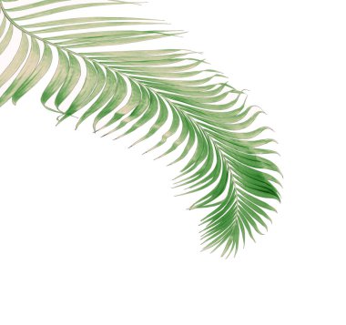 Tropikal yeşil palmiye yaprağıyla konsept yaz. Beyaz desenli arka planda yaprak dalları var. düz yatış, üst görünüm.