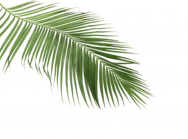 Tropikal yeşil palmiye yaprağıyla konsept yaz. Beyaz desenli arka planda yaprak dalları var. düz yatış, üst görünüm.