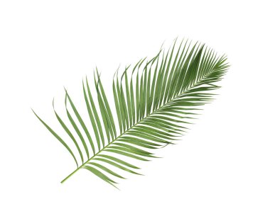 Tropikal yeşil palmiye yaprağıyla konsept yaz. Beyaz desenli arka planda yaprak dalları var. düz yatış, üst görünüm.