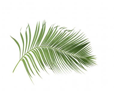 Tropikal yeşil palmiye yaprağıyla konsept yaz. Beyaz desenli arka planda yaprak dalları var. düz yatış, üst görünüm.