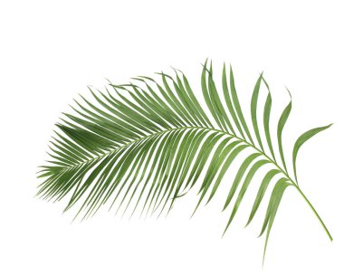 Tropikal yeşil palmiye yaprağıyla konsept yaz. Beyaz desenli arka planda yaprak dalları var. düz yatış, üst görünüm.