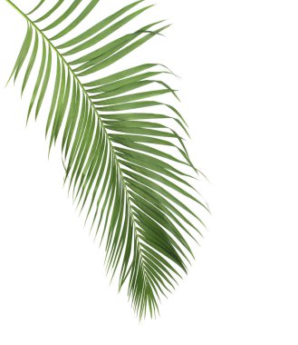 Tropikal yeşil palmiye yaprağıyla konsept yaz. Beyaz desenli arka planda yaprak dalları var. düz yatış, üst görünüm.